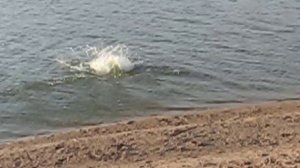 Чувак без трусов. Экстримальный прыжок в воду!