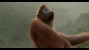 Позитивный танцующий орангутанг