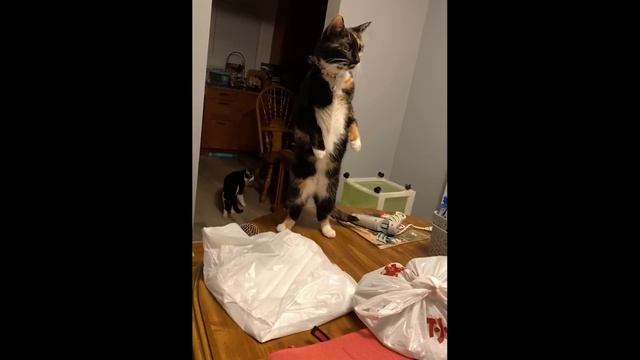 Лучшие клипы с кошками 2025 😹 #3