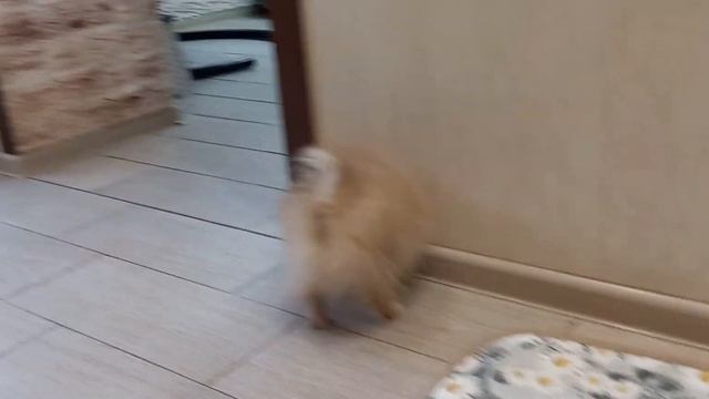 щенок шпица Ксю  3 мес.