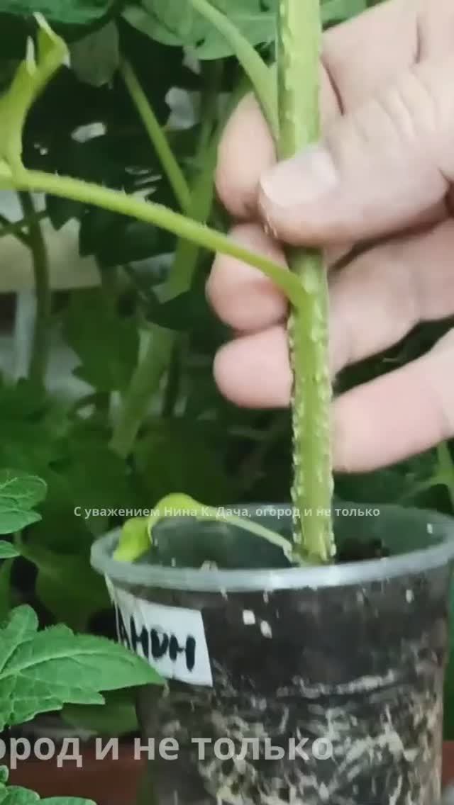 Отличная Рассада томатов в 200 мл стаканчиках#огород #подкормкарассады #рассада #дача #рассадатомато