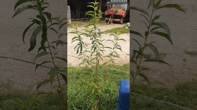 Обзор джунглей после отпуска😱