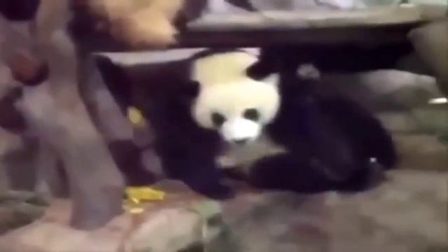 Приколы с животными ,кошки и собаки, панды.Fannu cat смотреть онлайн