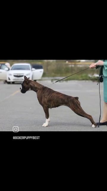 Боксеры, две сестры и брат