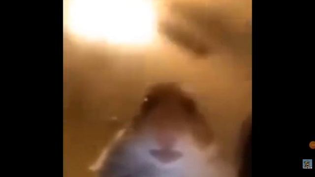 самое смешное видео и самые смешные песни