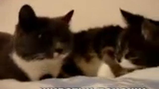 Барбузяка, Смешно, видео про кошек, прикольная, смешной и прикольный котенок смотреть онлайн