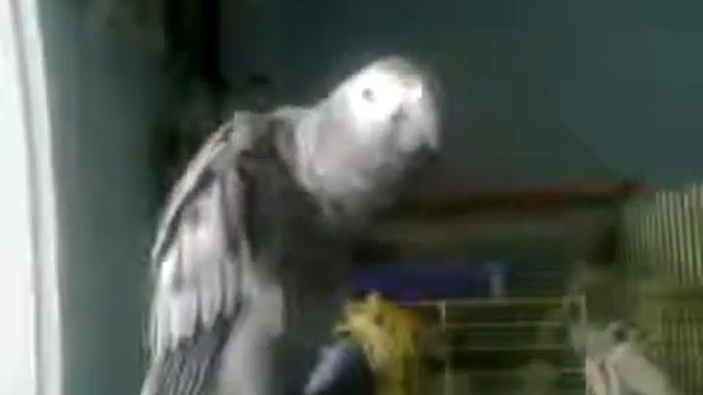 ЖАКО СПЕЛ 'СПИ, МОЯ РАДОСТЬ КАПЕЦ!' смотреть онлайн