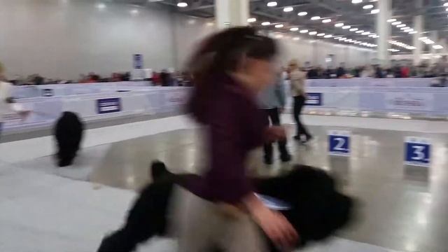 4 ноября 2019 г. Россия кобели- класс чемпионов ч9 смотреть онлайн