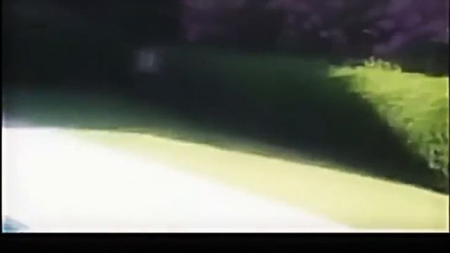 приколы про кошек смотреть онлайн