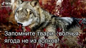 безумно можно быть первым |мем волк