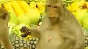 Обезьяний банкет в Таиланде