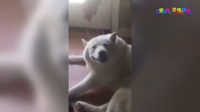 Приколы про собак. Собака вратарь. смотреть онлайн