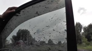 Нанимаем бульдозер.  Осмотр страшного тополя.   01. 08. 2016