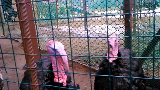 Смешные индюки смотреть онлайн