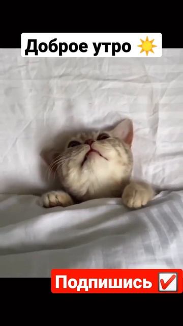 Моё Доброе Утро ☀️🤣🤣#мемасики#мемы#мем#прикол#орунемогу#цешо#юмор#шутки#смех#видос#тикток#жиза#mem смотреть онлайн