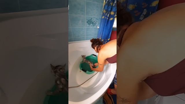 Мышка купается. смотреть онлайн