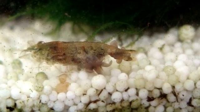 vers crevette смотреть онлайн