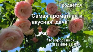 Купить дом-дачу Новороссийск. Продается самая ароматная и вкусная дача.  ОСТАЕТСЯ ВСЕ!!!