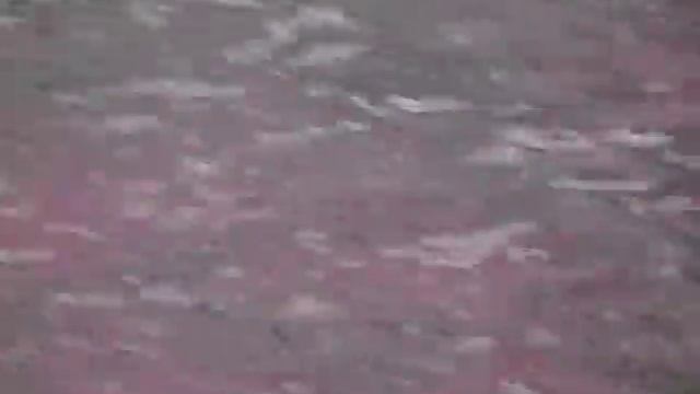 Прикольная утка)))))))...и спокойная чайка))) смотреть онлайн