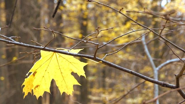 Листопад/мандрівка Україною/село Петрівське/ смотреть онлайн