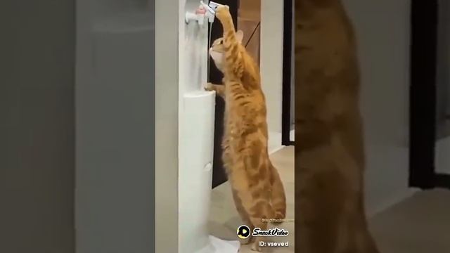 Смешные кошки смотреть онлайн