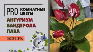Антуриум Бандерола Лава. Обзор сорта. Мужское счастье или просто цветущее растение, радующее глаз?