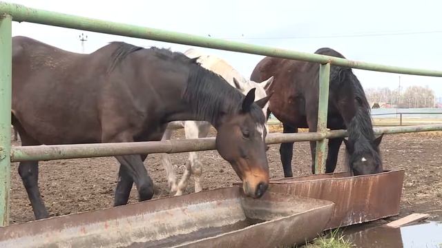 Николай Любимов вручил награды рязанским аграриям смотреть онлайн