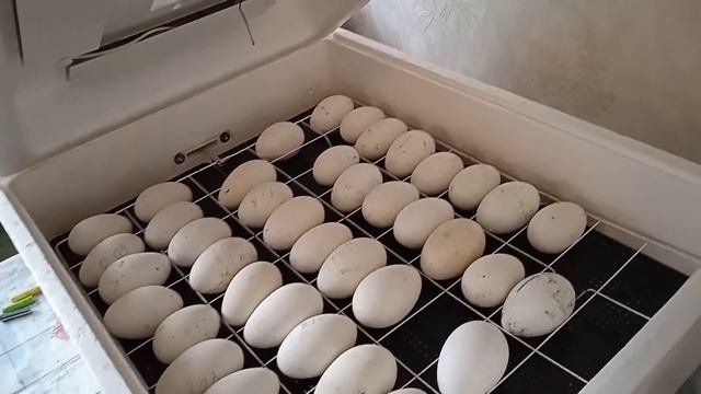 Все секреты успешной инкубации утиных яиц