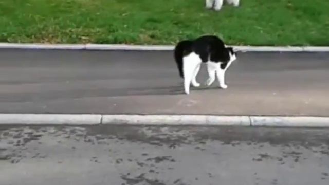 Cat vs dog Katze vs Hund собака vs кошки прикол смотреть онлайн