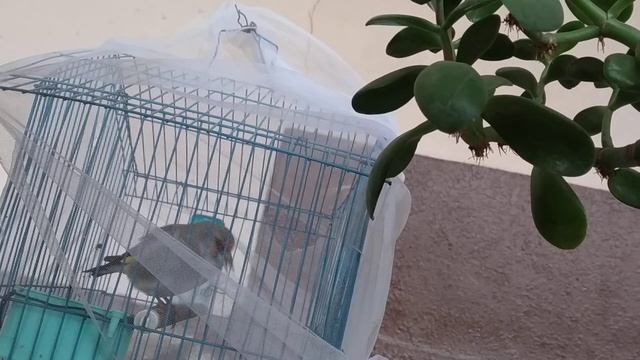 Голоса Птиц || Sava Sayrashi || Седоголовый щегол || Carduelis caniceps смотреть онлайн