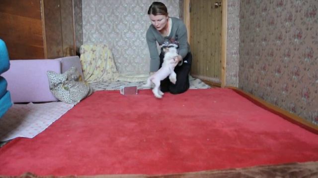 Камасутра смотреть онлайн