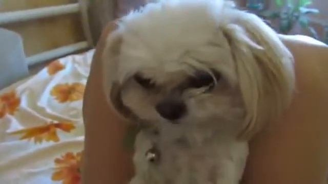 Прикол над собакой.Посмотри обязательно!!! смотреть онлайн