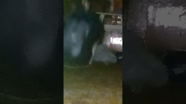 Прикольные моменты с ТИГРОЙ!? музыка dance till your daed! (Тигра дома) смотреть онлайн