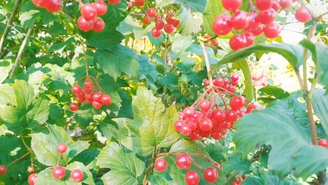Ален Делон - чёрная персидская шиншилла из питомника Мон Ами смотреть онлайн