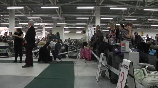 IMGA0251 CACIB, БАЛТИЙСКИЙ ТРИУМФ 28.02.2016 (2 часть)