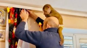 СМЕХ, да и только! Шимпанзе Джим НЕ ЛЮБИТ ЖЕНЩИН и меня невзлюбил