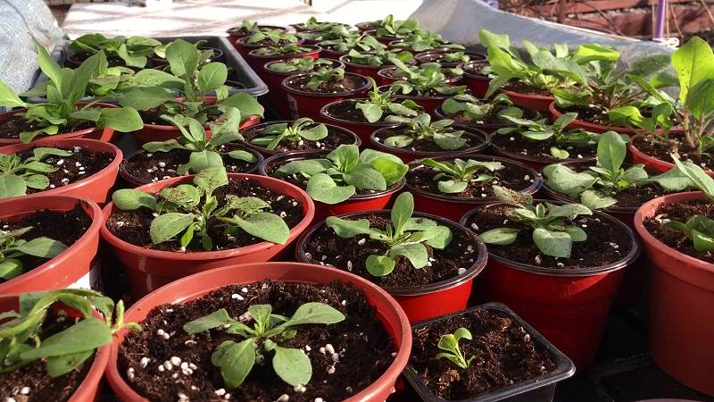 100% УКОРЕНЕНИЕ ЧЕРЕНКОВ ПЕТУНИЙ.