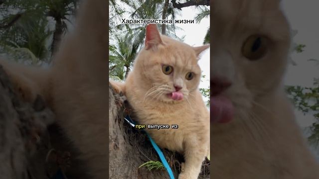 ТОП ЛУЧШИЙ Сборник Анекдотов и Юмора #анекдот #кот #юмор #прикол смотреть онлайн