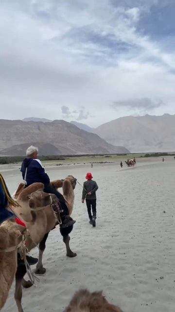 Double hump Bactrian Camel of Ladakh | Nubra Valley смотреть онлайн