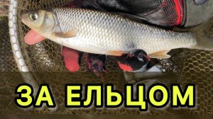 Ловля ельца на поплавок в проводку. Елец рыбалка