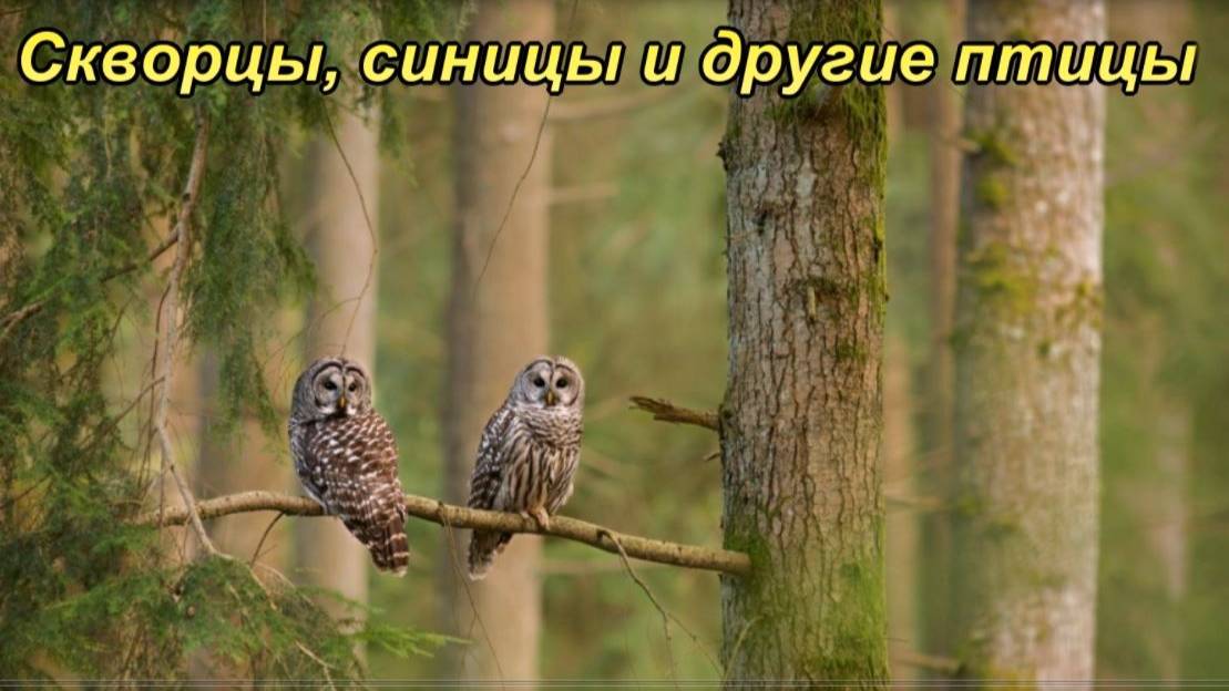 Скворцы, синицы и другие птицы. смотреть онлайн