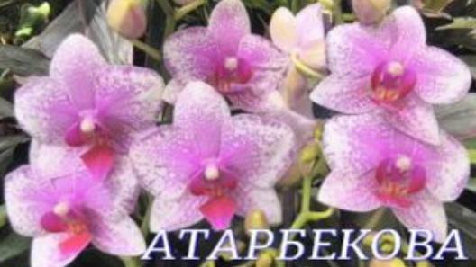 №1073/ СВЕЖАЯ поставка ОРХИДЕЙ в с/ц на АТАРБЕКОВА смотреть онлайн