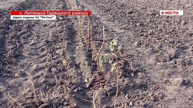 В Гадяцькому районі вирощують екологічну малину смотреть онлайн