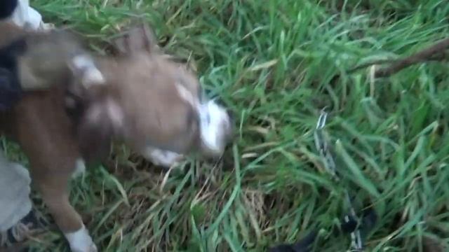 VLOG:СОБАКА на ГРАНИ СМЕРТИ  Я ПОРВАЛА ГУБУ ITALIA PISA