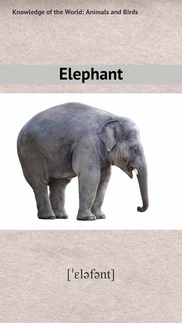 Elephant RU EN смотреть онлайн