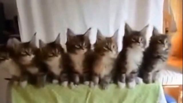 Котятки приколисты