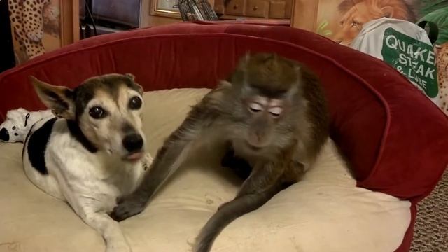 мартышка издевается над кошкой смотреть онлайн