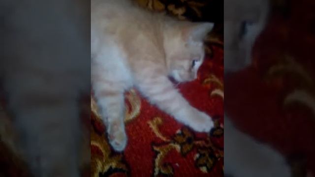 Прикольный котёнок смотреть онлайн