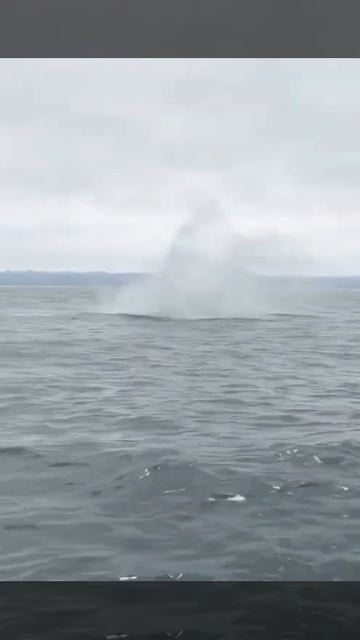 Best Moments of Wild Animals 2022 - New Video #shorts смотреть онлайн