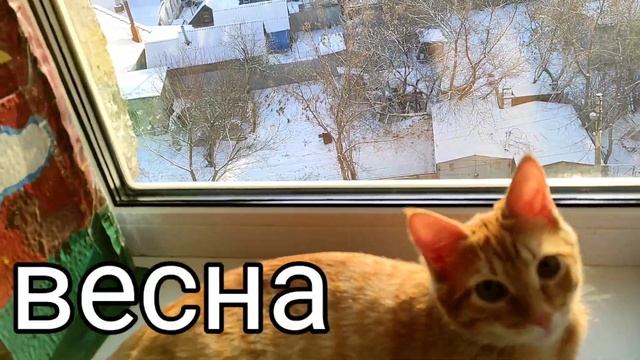 кошачесобачьи клипы: Весна •кот Мурзик и кошачесобачья семья• смотреть онлайн